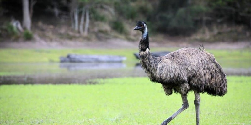 7 oiseaux de compagnie exotiques :chers, rares et exigeants en soins 