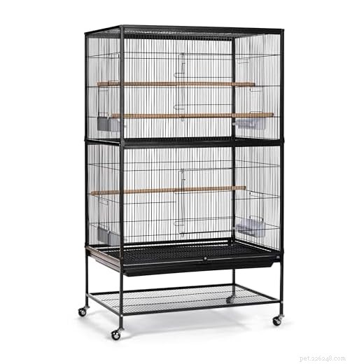 Combien de pinsons pouvez-vous garder dans une seule cage ? Un guide pratique pour les propriétaires responsables