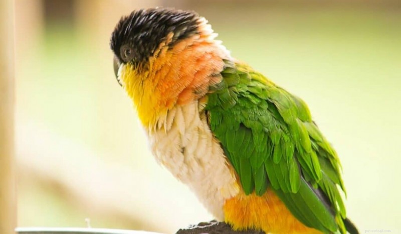 7 uccelli domestici rari che ti distinguono 