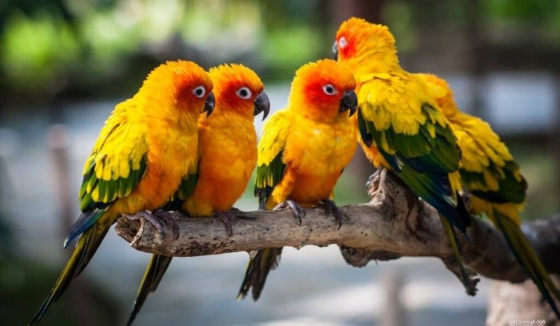 Top 7 des oiseaux de compagnie amicaux :des choix intelligents, affectueux et adaptés à la famille 