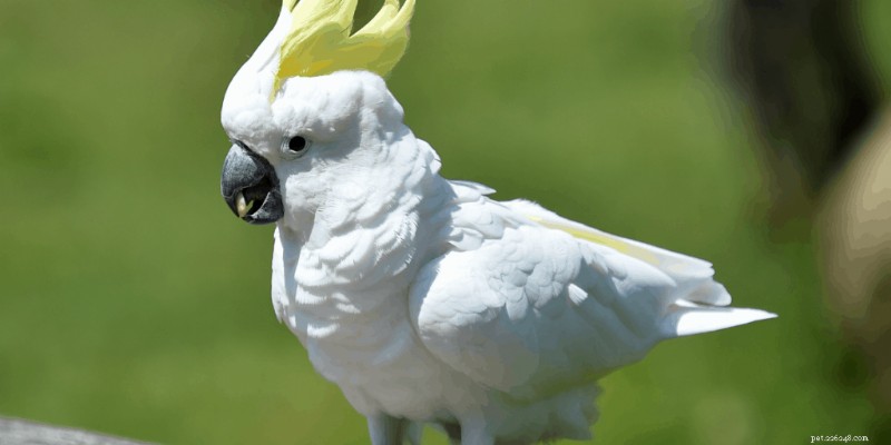 Les 7 oiseaux de compagnie les plus intelligents – Un guide des oiseaux de compagnie les plus intelligents 