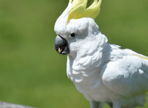 7 самых умных домашних птиц – Путеводитель по самым умным птицам-компаньонам 