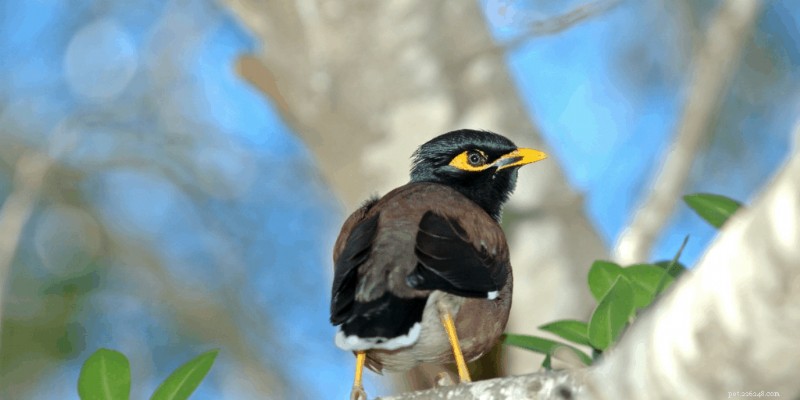 Les 7 oiseaux de compagnie les plus intelligents – Un guide des oiseaux de compagnie les plus intelligents 