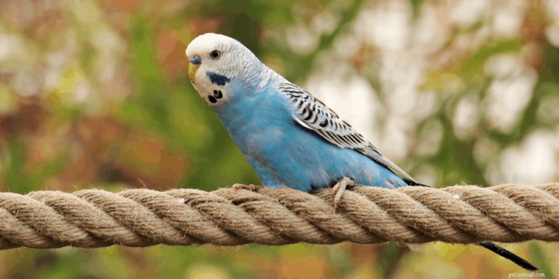Les 7 oiseaux de compagnie les plus intelligents – Un guide des oiseaux de compagnie les plus intelligents 