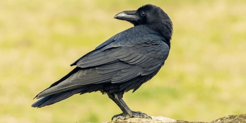 Les 7 oiseaux de compagnie les plus intelligents – Un guide des oiseaux de compagnie les plus intelligents 