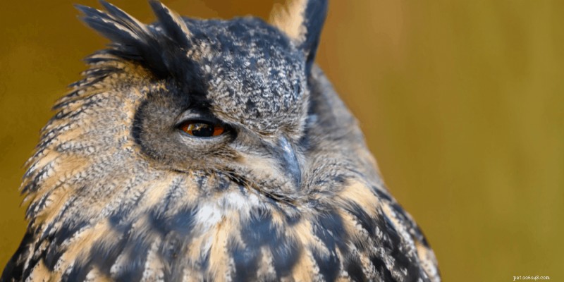 Les 7 oiseaux de compagnie les plus intelligents – Un guide des oiseaux de compagnie les plus intelligents 