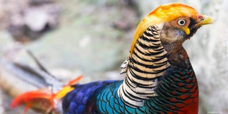 11 des oiseaux les plus vibrants du monde 