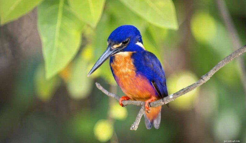 11 des oiseaux les plus vibrants du monde 