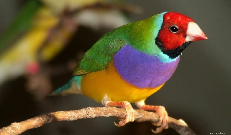 11 des oiseaux les plus vibrants du monde 