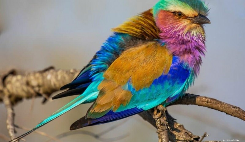 11 des oiseaux les plus vibrants du monde 