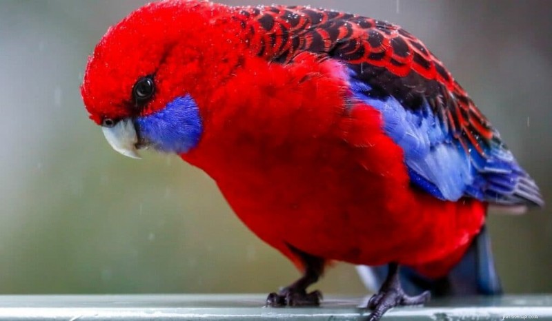 11 des oiseaux les plus vibrants du monde 