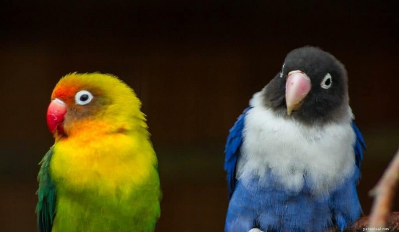 11 des oiseaux les plus vibrants du monde 