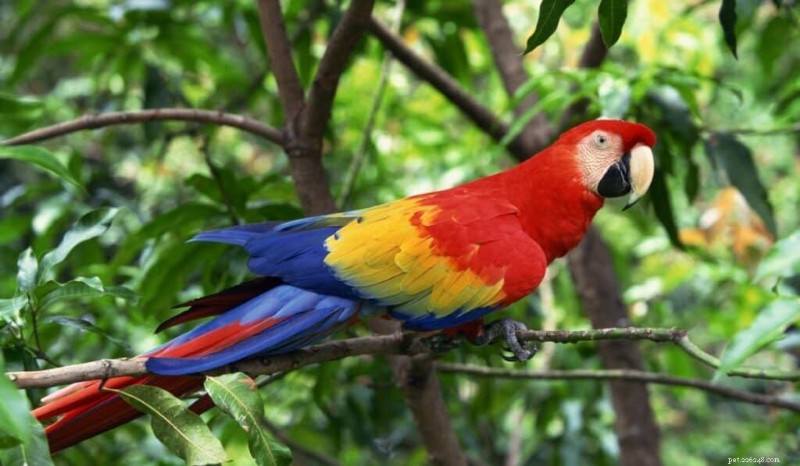 11 des oiseaux les plus vibrants du monde 