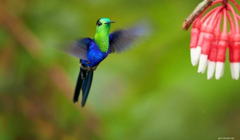 11 des oiseaux les plus vibrants du monde 