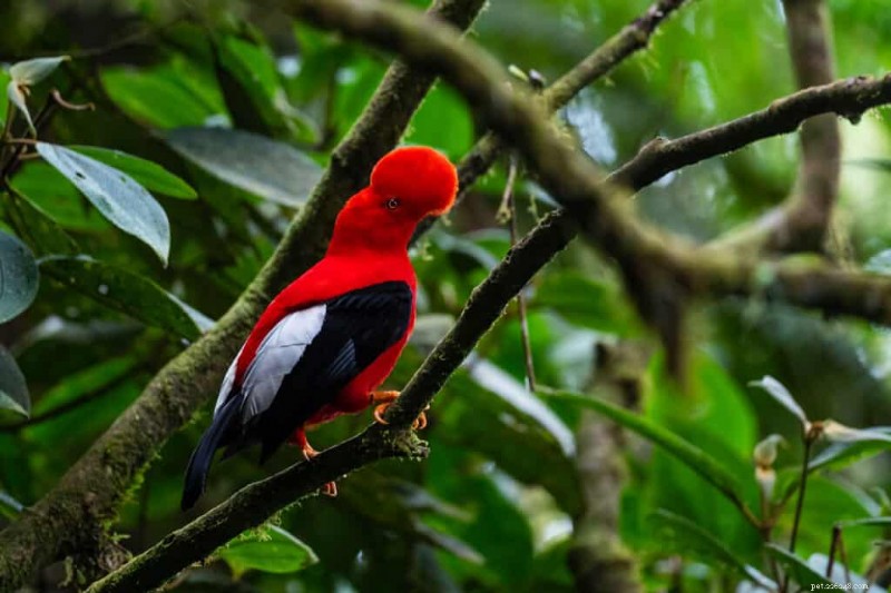 11 des oiseaux les plus vibrants du monde 