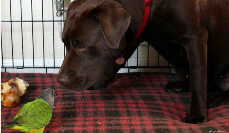 Les perroquets peuvent-ils coexister en toute sécurité avec les chats et les chiens ? Conseils d’experts pour un foyer harmonieux pour animaux de compagnie 