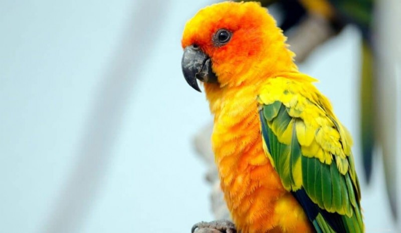 I 7 pappagalli più colorati:informazioni su cura, costi e habitat 