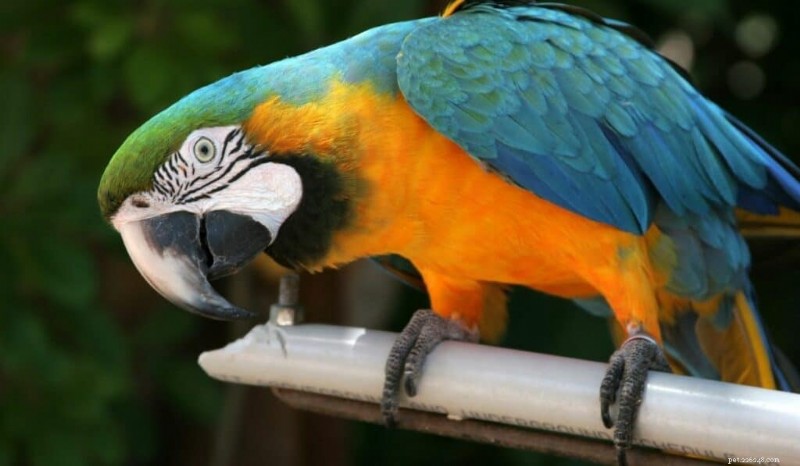 I 7 pappagalli più colorati:informazioni su cura, costi e habitat 