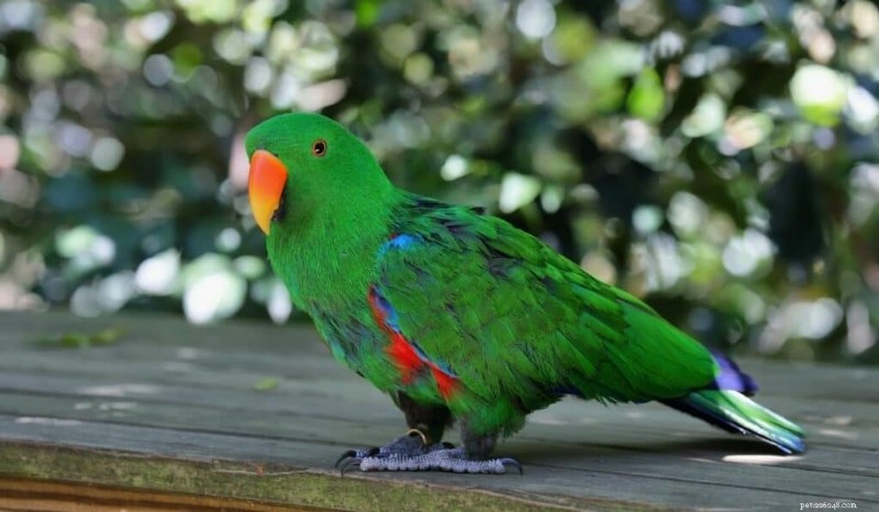 I 7 pappagalli più colorati:informazioni su cura, costi e habitat 