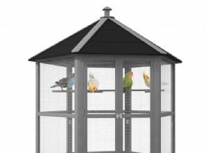 Finch Aviary セットアップ ガイド:設計、材料、手入れ 