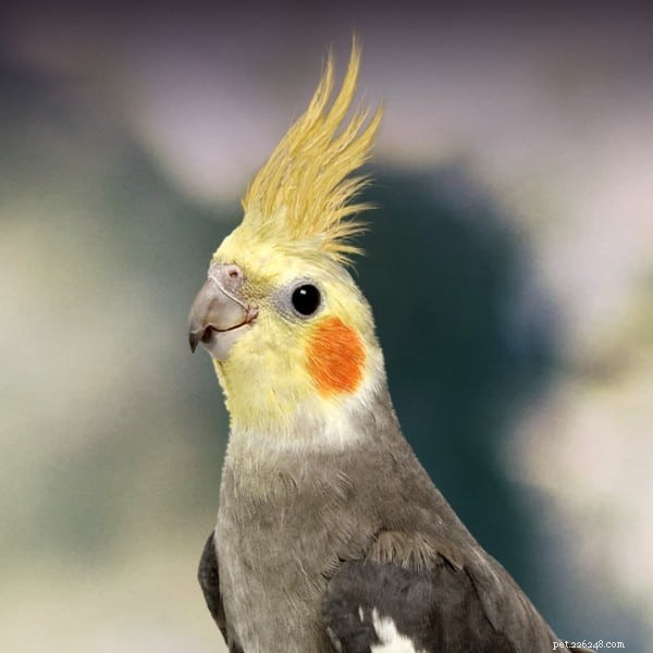 I 7 migliori uccelli parlanti:una guida per animali domestici intelligenti e coinvolgenti 