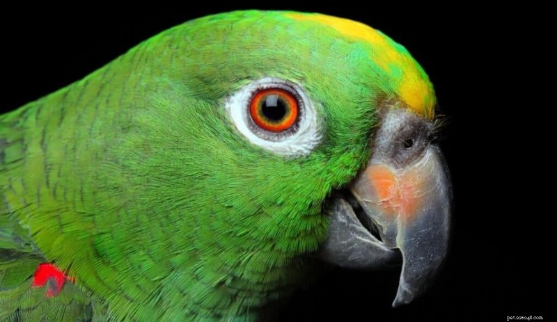 I 7 migliori uccelli parlanti:una guida per animali domestici intelligenti e coinvolgenti 