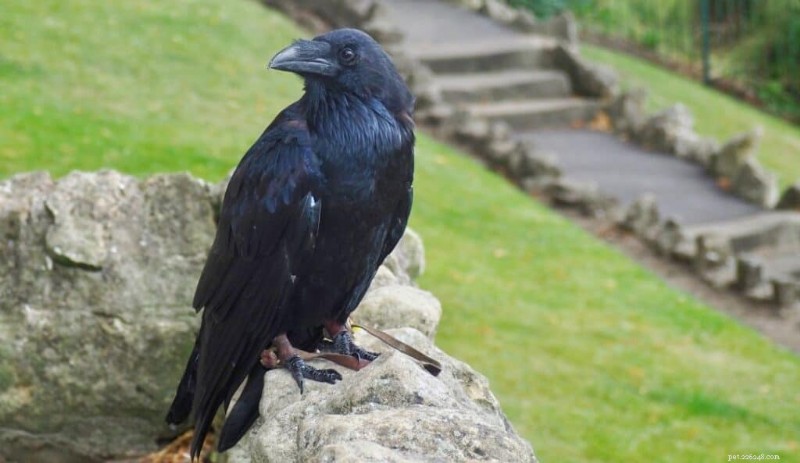 I 7 migliori uccelli parlanti:una guida per animali domestici intelligenti e coinvolgenti 