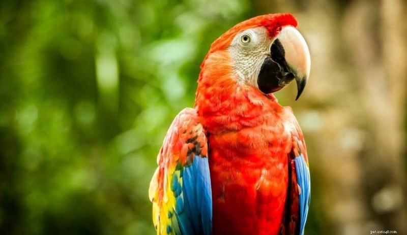 I 7 migliori uccelli parlanti:una guida per animali domestici intelligenti e coinvolgenti 