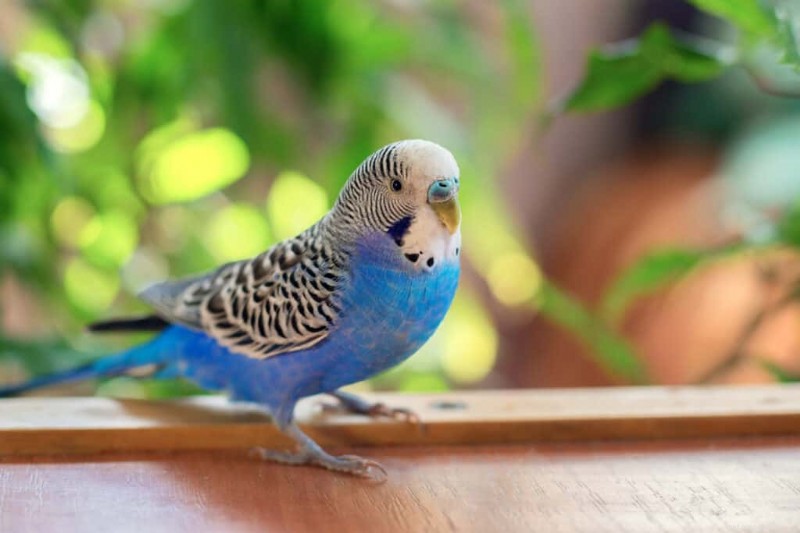 9 petits oiseaux parlants qui vous tiendront compagnie 