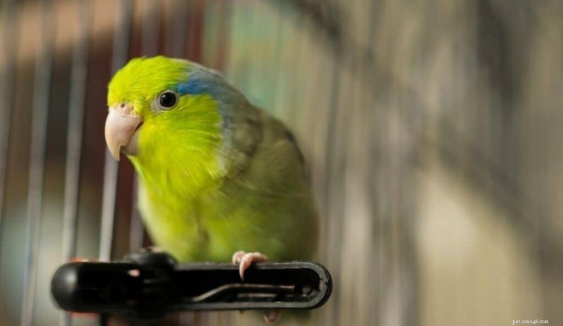 9 petits oiseaux parlants qui vous tiendront compagnie 
