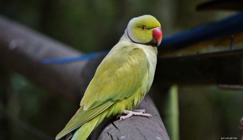 9 petits oiseaux parlants qui vous tiendront compagnie 