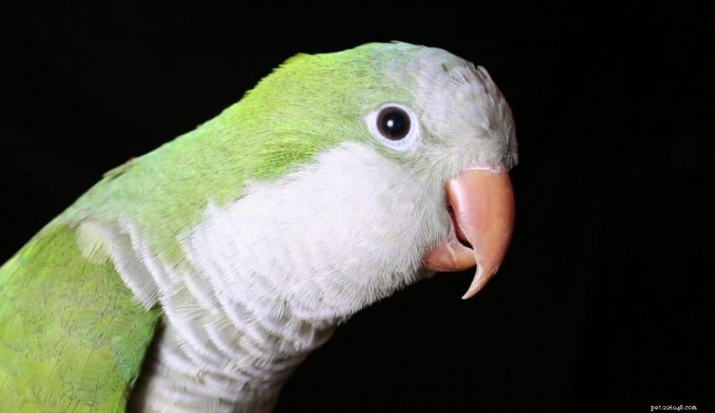 9 petits oiseaux parlants qui vous tiendront compagnie 