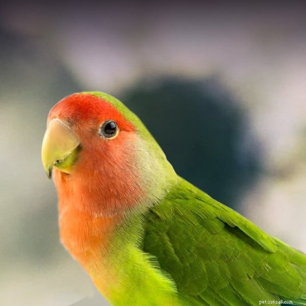 9 petits oiseaux parlants qui vous tiendront compagnie 
