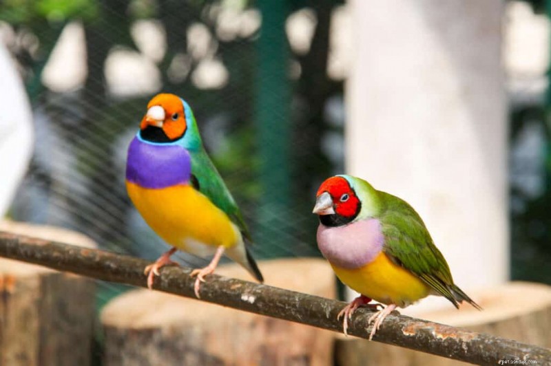 Les sept oiseaux de compagnie les plus chers – Lequel choisiriez-vous ? 