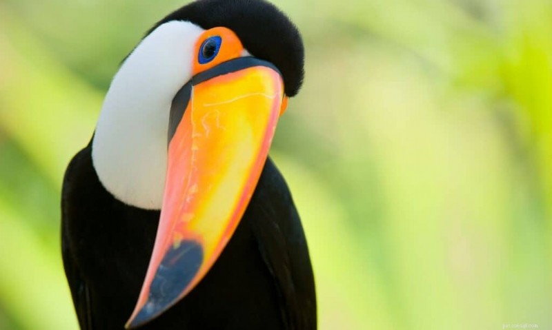 Les sept oiseaux de compagnie les plus chers – Lequel choisiriez-vous ? 