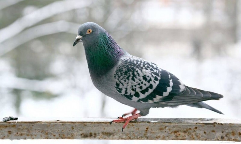 Les sept oiseaux de compagnie les plus chers – Lequel choisiriez-vous ? 