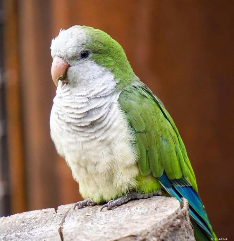 I 7 migliori parrocchetti da allevare per la prima volta:guida esperta per scegliere l animale domestico perfetto 