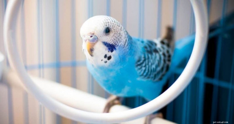 Top 9 appartementvriendelijke vogels voor kleine ruimtes 