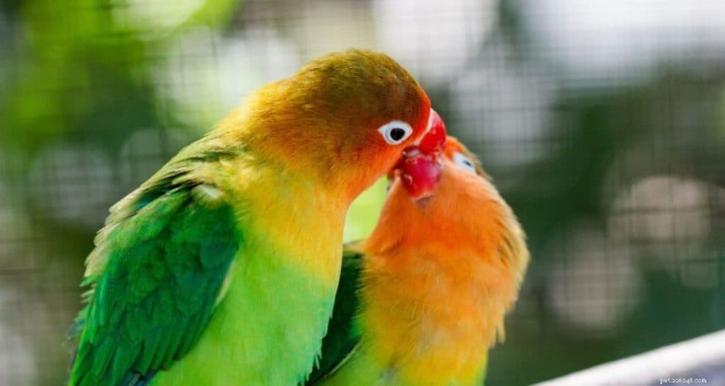 Top 9 appartementvriendelijke vogels voor kleine ruimtes 