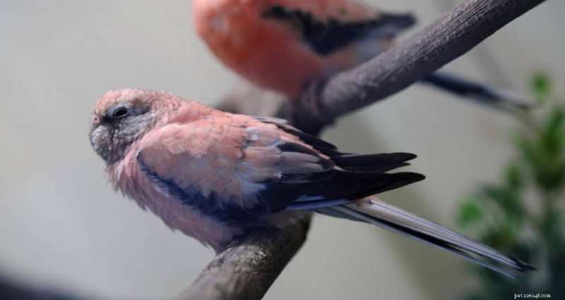Top 9 appartementvriendelijke vogels voor kleine ruimtes 
