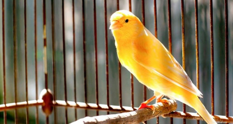 Top 9 appartementvriendelijke vogels voor kleine ruimtes 