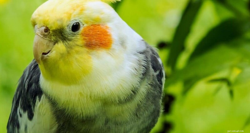 Top 9 appartementvriendelijke vogels voor kleine ruimtes 