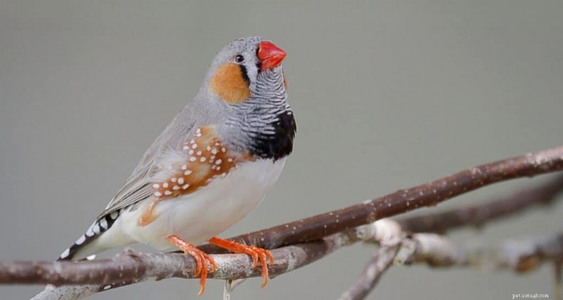 Top 9 appartementvriendelijke vogels voor kleine ruimtes 