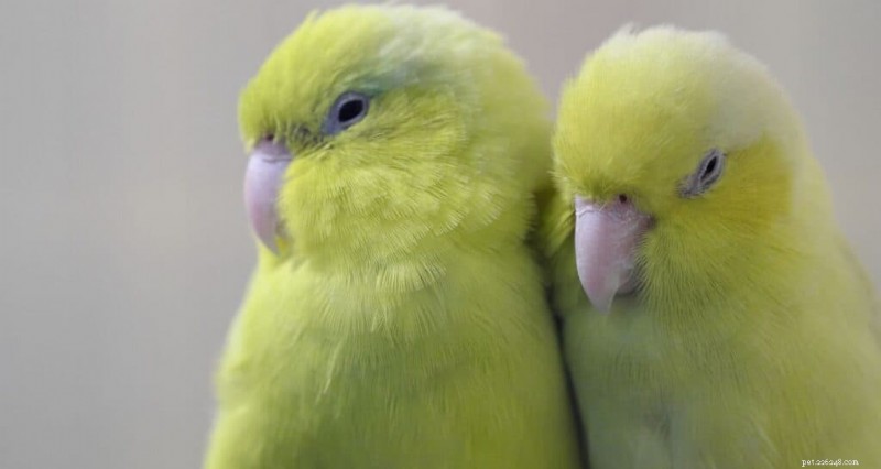 Top 9 appartementvriendelijke vogels voor kleine ruimtes 