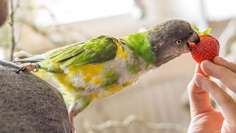 Eten alle parkieten hetzelfde voedsel? Een complete gids voor hun dieet 