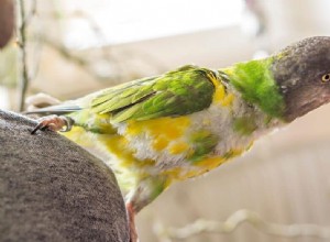 すべてのインコは同じ食べ物を食べますか?彼らの食生活の完全ガイド 