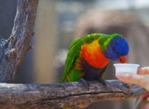 セキセイインコとオカメインコは共通の食事をしますか?食品の安全性について知っておくべきこと 