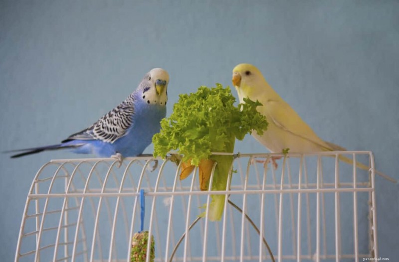 Periquitos e calopsitas compartilham uma dieta comum? O que saber sobre segurança alimentar 