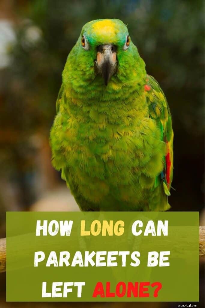 Hoe lang kun je een parkiet veilig alleen laten? 