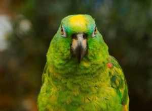 インコはどれくらいの期間放っておいて大丈夫ですか? 